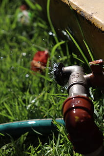 kapky, vnější, cano, rostlina, zelená barva, Příroda, růst, detail, voda, pokles, nikdo, tráva, den, selektivní zaměření, mokré, venku, zaměřit se na popředí, přistát, jízdní kolo, kov, Červené, pole, kropící hadice, kolo, 5K, CC0, veřejná doména, bez autorských práv