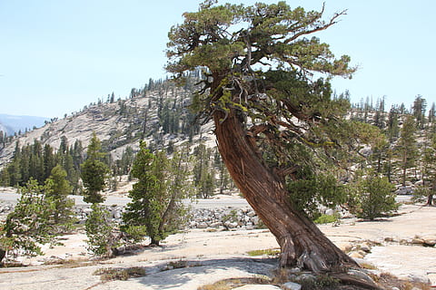 arbre, cedre, escorça, naturalesa, bosc, fusta, verd, branca, de fulla perenne, natural, Nadal, conífera, paisatge, festa, tronc, medi ambient, a l'aire lliure, vent bufat, escènic, yosemite, Parc Nacional, Parc Nacional de Yosemite, punt olmstead, Califòrnia, serra nevada, pi, dia, cap gent, planta, bellesa a la natura, cel, tranquil·litat, creixement, escenics - natura, escena no urbana, escena tranquil·la, cel clar, terra, muntanya, rock, llum solar, rock - object, 5K, CC0, domini públic, lliure de regalies