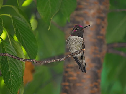 grå, sort, fugl, træ, hummingbird perching, træ gren, kolibri, blad, afdeling, natur, dyreliv, dyr, næb, udendørs, fjer, Fuglekiggeri, et dyr, dyr i naturen, dyre temaer, ingen mennesker, hvirveldyr, perching, plante, fokus på forgrunden, grøn farve, dag, plante del, skønhed i naturen, regnskov, 4K, CC0, offentligt domæne, royaltyfrie