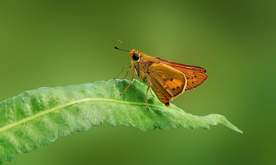 motýl, hnědý kapitán, kapitán, makro, detailní, hmyz, bezobratlý, zvíře, zvířat, zvířecí křídlo, rostlinné části, jednoho zvířete, list, zelená barva, zvířata ve volné přírodě, detail, krása v přírodě, motýl - hmyz, rostlina, Příroda, část těla zvířete, nikdo, zelené pozadí, květ, venku, 2K