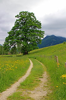 borte, kjørefelt, tre, individuelt, natur, eng, beitemark, grønn, flora, stilleben, anlegg, skjønnhet i naturen, rolig scene, veien forover, ro, retning, naturskjønnhet - natur, landskap, miljø, land, vekst, himmel, felt, gangsti, grønn farge, ingen folk, gress, vei, utendørs, synkende perspektiv, sti, 5K, CC0, offentlig domene, opphavsrett gratis