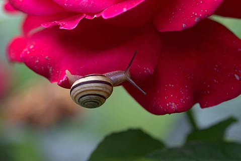 cargol, rosa, pètals, shell, rosada, primer pla, flor, planta, bellesa a la natura, planta amb flors, centrar-se en primer pla, frescor, pètal, naturalesa, creixement, fragilitat, vulnerabilitat, cap gent, dia, humit, fauna animal, aigua, tirar, temes d'animals, vermell, a l'aire lliure, cap de flor, 5K, CC0, domini públic, lliure de regalies