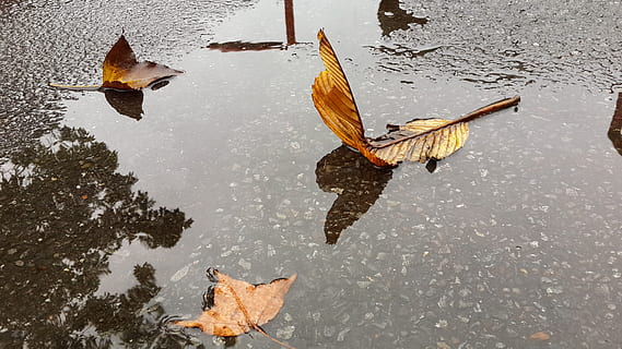 fogliame, piove, umore, acqua, animale, temi animali, fauna selvatica, vertebrato, natura, riflessione, lago, giorno, parte vegetale, foglia, animali allo stato selvatico, nessuno, gruppo di animali, uccello, vista dall'alto, autunno, lungomare, all'aperto, le foglie, galleggia sull'acqua, 4K, CC0, dominio pubblico, privo di copyright