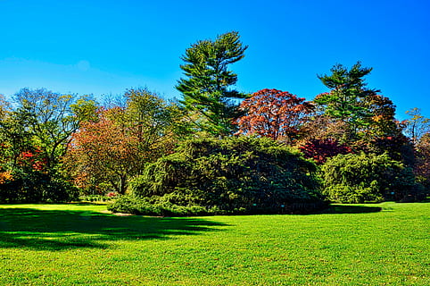 campos de siembra, árbol, otoño, naturaleza, paisaje, césped, planta, hierba, belleza en la naturaleza, crecimiento, color verde, tranquilidad, paisajes - naturaleza, escena tranquila, cielo, nadie, campo, día, tierra, azul, luz del sol, ambiente, cielo limpio, al aire libre, 5K, CC0, dominio público, libre de derechos