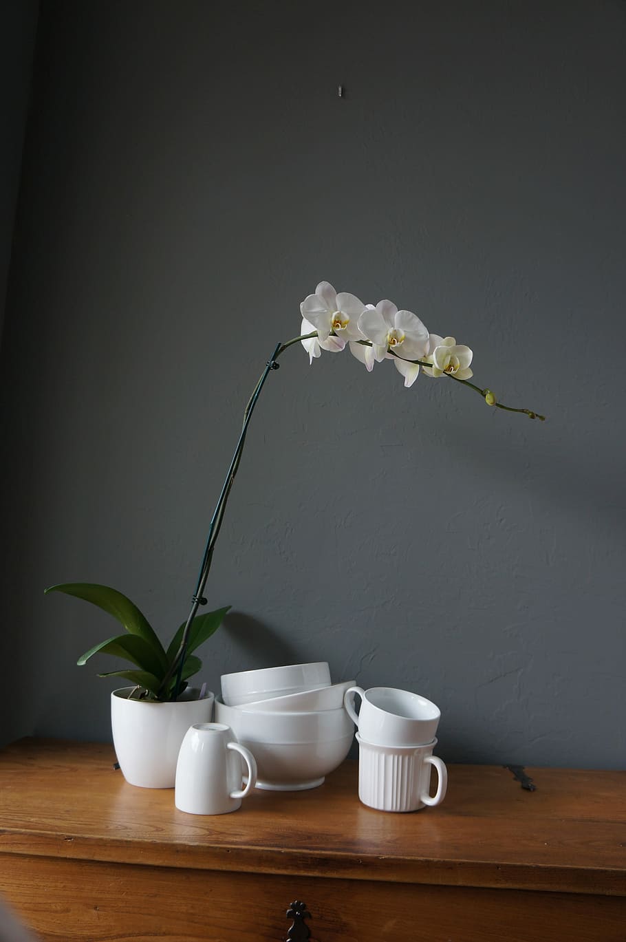 orquídies, tasses, blanc, flor, gerro, a l'interior, tir de l'estudi, cap gent, tetera, planta, taula, tassa, naturalesa, planta amb flors, frescor, fragilitat, natura morta, vulnerabilitat, Color blanc, bellesa a la natura, tassa de cafè, cap de flor, material de fusta, contenidor, vaixella, arranjament floral, 4K