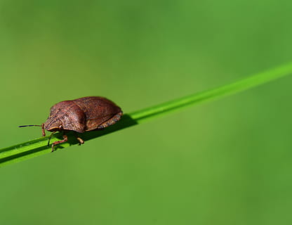 bug leaf, escarabat, insecte, naturalesa, foto d’insectes, error, animal, estiu, tancar, gatejar, fulla d'herba, krabbeltier, a la corda, equilibri, un animal, temes d'animals, fauna animal, invertebrat, color verd, animals a la natura, primer pla, cap gent, part de la planta, full, planta, part del cos dels animals, antena animal, fons verd, còpia espai, enfocament selectiu, a l'aire lliure, petit, 4K, CC0, domini públic, lliure de regalies
