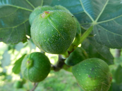 figues, brebas, figuera, fruita, menjar i beguda, menjar, full, part de la planta, color verd, creixement, planta, frescor, primer pla, alimentació saludable, naturalesa, dia, arbre, cap gent, centrar-se en primer pla, a l'aire lliure, veritat, bellesa a la natura, benestar, madur, 4K, CC0, domini públic, lliure de regalies