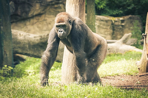 Silverback, goril·la, mico, Silverback, goril·la, imposant, negre, potent, mamífer, gran, zoo, pell, líder, animal, primat, veure, goril·la de muntanya, vista, pacífica, perillós, por, gris platejat, dominant, un animal, herba, a l'aire lliure, temes d'animals, dia, fauna animal, animals a la natura, planta, vertebrats, naturalesa, arbre, terra, camp, gent, 4K, CC0, domini públic, lliure de regalies