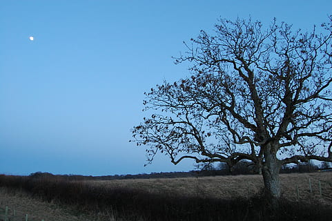 Baum, gruslig, Mond, Natur, zwielicht, Landschaft, Wald, Baum Silhouette, kahler Baum, klarer Himmel, szenen, Ruhe, Pflanze, Himmel, Feld, Schönheit in der Natur, Szenen - Natur, Umgebung, ruhige Szene, Land, Ast, keine Leute, Blau, Gras, Nicht-städtische Szene, Wachstum, draußen, 2K, CC0, gemeinfrei, lizenzfrei