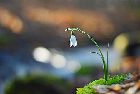 focus photography, white, snowflake flower, flower, snowdrop, spring, nature, bird, plant, beauty in nature, freshness, growth, close-up, flowering plant, fragility, vulnerability, focus on foreground, no people, outdoors, white color, selective focus, day, water, springtime, sunlight, animal wildlife, flower head, 4K, CC0, public domain, royalty free