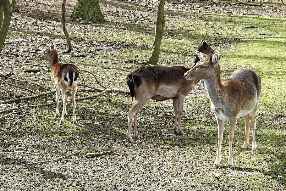 cérvol, bosc, salvatge, naturalesa, cabirol, scheu, grup d’animals, animal, temes d'animals, mamífer, vertebrats, camp, animals domèstics, terra, fauna animal, herba, animals a la natura, planta, cap gent, bestiar, dia, de peu, animal jove, herbívors, a l'aire lliure, 2K
