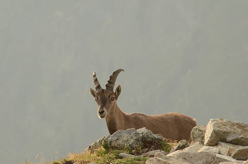 gamuza, montaña, breve, animales en la naturaleza, un animal, temas de animales, fauna animal, día, nadie, animal, mamífero, vertebrado, ciervo, en pie, naturaleza, rock, herbívoro, roca - objeto, sólido, con cuernos, animales domesticos, cuerno, 4K, CC0, dominio público, libre de derechos