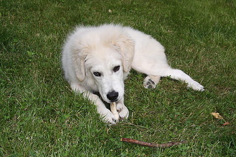 cane, bianca, berger, giocare, erba, un animale, animali domestici, temi animali, domestico, canino, mammifero, animale, pianta, vertebrato, campo, terra, cucciolo, nessuno, giovane animale, colore verde, rilassamento, natura, all'aperto, 4K, CC0, dominio pubblico, privo di copyright