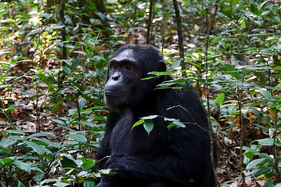primat, mico, fusta, vida salvatge, ximpanzé, parc nacional de kibale, uganda, animal, temes d'animals, color negre, un animal, fauna animal, bosc, mamífer, animals a la natura, planta, cap gent, terra, vertebrats, naturalesa, arbre, color verd, full, part de la planta, dia, a l'aire lliure, selva tropical, bambú - planta, 5K