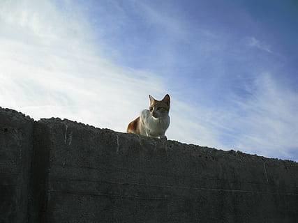 kucing, dinding, langit, mamalia, hewan peliharaan, tema binatang, lokal, binatang lokal, hewan, bertulang belakang, satu binatang, tampilan sudut rendah, tidak ada orang, kucing rumahan, awan - langit, alam, hari, licik, di luar rumah, mencari, kumis, 2K, CC0, domain publik, bebas royalti