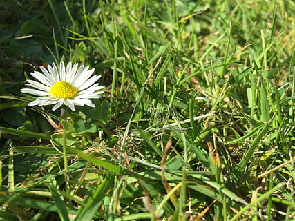 Daisy, žolė, pievos, pavasaris, gėlė, veja, lauke, sodas, pobūdį, vasara, augalų, žydintys augalai, augimą, grožis gamtoje, pažeidžiamumas, trapumas, šviežumas, žalia spalva, žiedlapis, gėlių galva, žiedynas, žemės, Iš arti, atrankinis dėmesys, balta spalva, dieną, nėra žmonių, žiedadulkių, gazanija, žolės peilis, 2K, CC0, Viešasis domenas, nemokamai