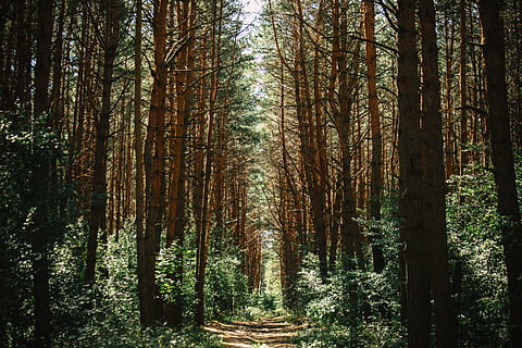 braun, Weg, umgeben, kahl, Baumlos, Wald, Pfad, Landschaft, Natur, Umgebung, Grün, Bäume, Fußweg, Laub, Baum, draußen, Sommer-, Pflanze, Land, Ruhe, Kofferraum, ruhige Szene, Schönheit in der Natur, Baumstamm, Wachstum, Nicht-städtische Szene, Szenen - Natur, keine Leute, Tag, Richtung, der Weg nach vorn, Fernbedienung, Bambuspflanze, von Bäumen gesäumt, 5K, CC0, gemeinfrei, lizenzfrei
