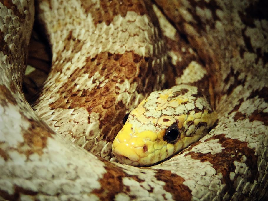serp, rèptil, blat de moro, vida salvatge, animal, salvatge, naturalesa, blanc, vermell, taronja, espècies, lliscament, mascota, perillós, albino, criatura, estudi, ull, perill, vertebrats, llisqui, exòtic, un animal, temes d'animals, primer pla, animals a la natura, part del cos dels animals, fauna animal, cap gent, marques d’animals, cap d’animals, ull d’animals, groc, pell d’animals, enfocament selectiu, patró natural, escala d’animals, verinós, 1080P