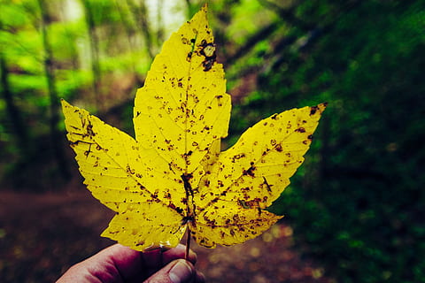 falde blade, gult ark, ahorn, ahorn blad, farverig, lyse, faldfarve, træ, baggrund, farve, gul, menneskelig hånd, hånd, menneskelig kropsdel, plante del, blad, en person, efterår, kropsdel, bedrift, fokus på forgrunden, menneskelig finger, tæt på, finger, plante, uigenkendelig person, personlige perspektiv, natur, lave om, dag, udendørs, menneskelig lem, blade, 4K, CC0, offentligt domæne, royaltyfrie