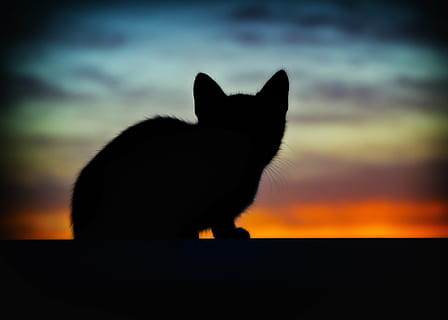 silhuet af kat, kat, dyr, baggrundsbelysning, kæledyr, katte, natur, silhuet, et dyr, indenlandske kat, solnedgang, dyre temaer, husdyr, ingen mennesker, sky - himmel, himmel, pattedyr, indenlandske, feline, hvirveldyr, stående, sidebillede, 8K, CC0, offentligt domæne, royaltyfrie