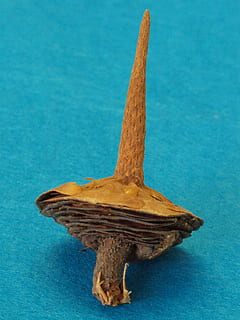 base di cedro, cedrus, cedro, pino verde, mandrino, nessuno, un animale, blu, avvicinamento, fauna selvatica, animale, temi animali, animali allo stato selvatico, in casa, giallo, girato in studio, sfondo blu, acqua, natura morta, vertebrato, sfondo colorato, Marrone, singolo oggetto, mare, marino, 2K, CC0, dominio pubblico, privo di copyright