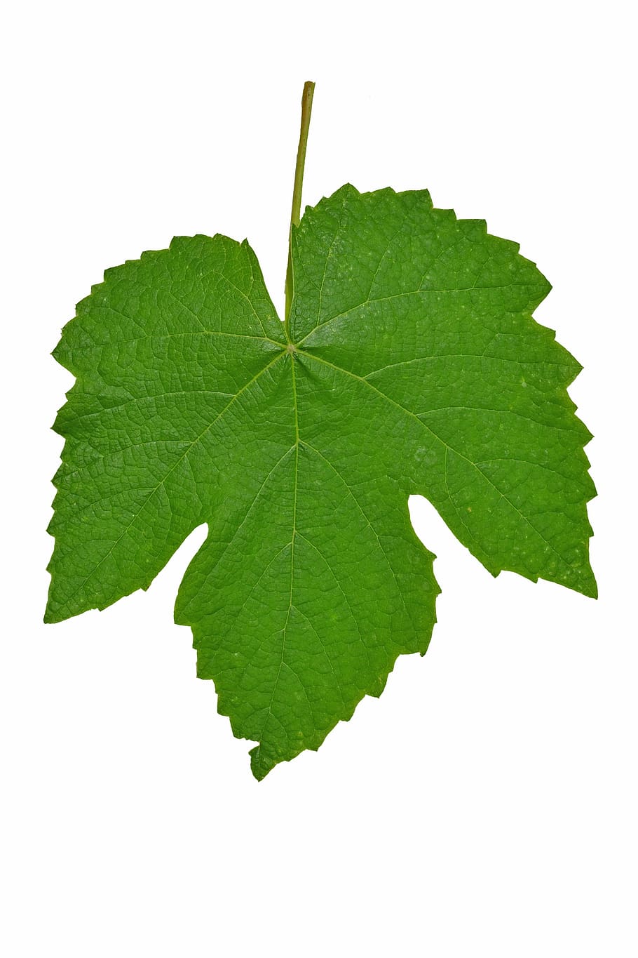 grünes Blatt, Blatt, Reben, isoliert, Grün, Garten, Pflanze, Natur, Pflanzenteil, grüne Farbe, weißer Hintergrund, Studioaufnahme, Nahansicht, Blattvene, ausgeschnitten, keine Leute, Verletzlichkeit, Zerbrechlichkeit, einzelnes Objekt, drinnen, Schönheit in der Natur, Wachstum, kopieren sie platz, Frische, Blätter, 4K