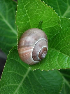 snegl, skal, snegl shell, blad, plante del, tæt på, grøn farve, hvirvelløse, dyreliv, havsnegle, mollusk, natur, ingen mennesker, dyr, dyre temaer, skønhed i naturen, dyreskal, plante, vækst, bladvenen, et dyr, udendørs, blade, 2K, CC0, offentligt domæne, royaltyfrie