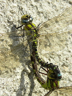 insect, libellen, muur, dierenleven, dieren in het wild, ongewerveld, één dier, natuur, detailopname, dag, libel, geen mensen, focus op de voorgrond, fabriek, buitenshuis, dierenvleugel, zonlicht, boom, 4K, CC0, publiek domein, royaltyvrij