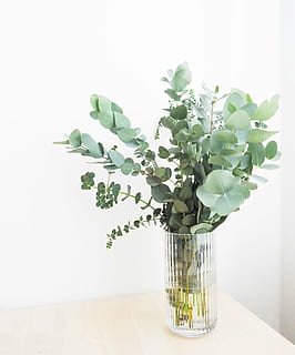 vase, grøn, bladede, planter, bord, blad, indre, blomst, vand, Skærm, dekoration, plante, buket, plante del, vækst, natur, indendørs, blomstrende plante, friskhed, ingen mennesker, skønhed i naturen, grøn farve, sårbarhed, skrøbelighed, glas - materiale, tæt på, blomsterhoved, stueplante, blomster arrangement, glas, blade, lille, 5K