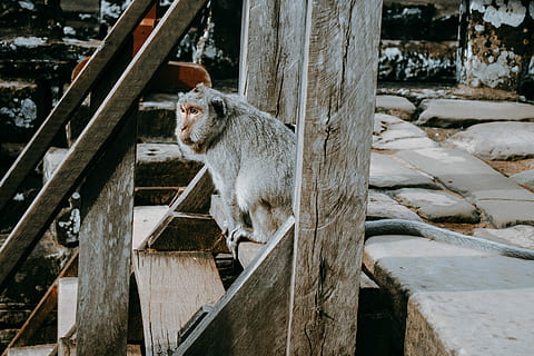 cinzento, macaco, Castanho, de madeira, escada, sentado, escadas, dia, passos, animal, mamífero, um animal, temas animais, vertebrado, madeira - material, ninguém, animais selvagens, animais em estado selvagem, arquitetura, estrutura construída, natureza, ao ar livre, animais domésticos, pets, felino, doméstico, vista lateral, corrimão, bigode, 5K, CC0, domínio público, royalty free