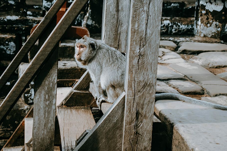 cinzento, macaco, Castanho, de madeira, escada, sentado, escadas, dia, passos, animal, mamífero, um animal, temas animais, vertebrado, madeira - material, ninguém, animais selvagens, animais em estado selvagem, arquitetura, estrutura construída, natureza, ao ar livre, animais domésticos, pets, felino, doméstico, vista lateral, corrimão, bigode, 5K