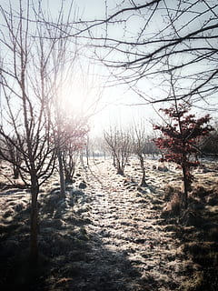 sun, shining, through, trees, backlight, shadows, light, branches, tree, sky, tranquility, plant, tranquil scene, beauty in nature, winter, land, cold temperature, snow, nature, no people, scenics - nature, bare tree, field, landscape, environment, day, non-urban scene, outdoors, 1080P, CC0, public domain, royalty free