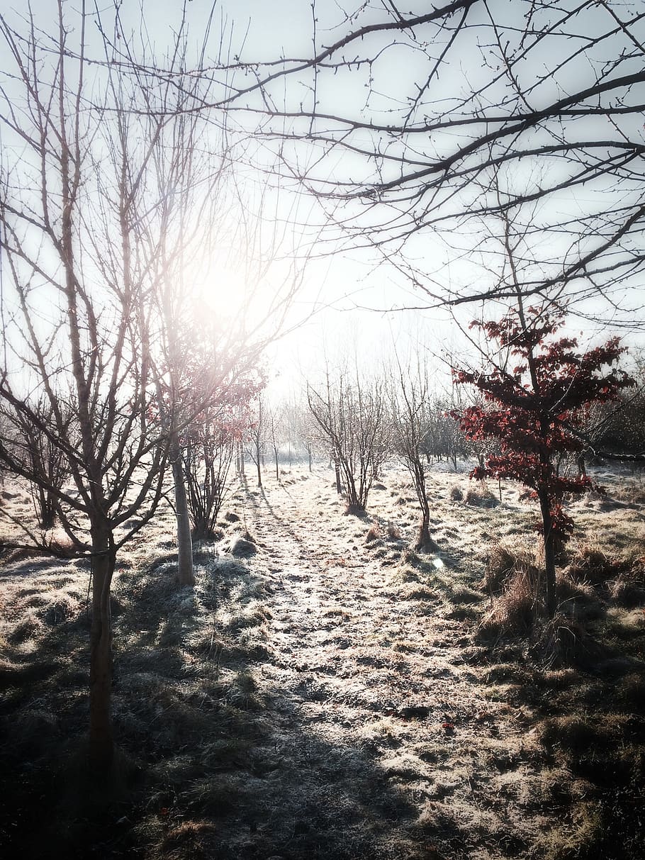 sol, skinner, igennem, træer, baggrundsbelysning, skygger, lys, grene, træ, himmel, ro, plante, rolig scene, skønhed i naturen, vinter, jord, kold temperatur, sne, natur, ingen mennesker, scenics - natur, bare træ, Mark, landskab, miljø, dag, ikke-urbane scene, udendørs, 1080P