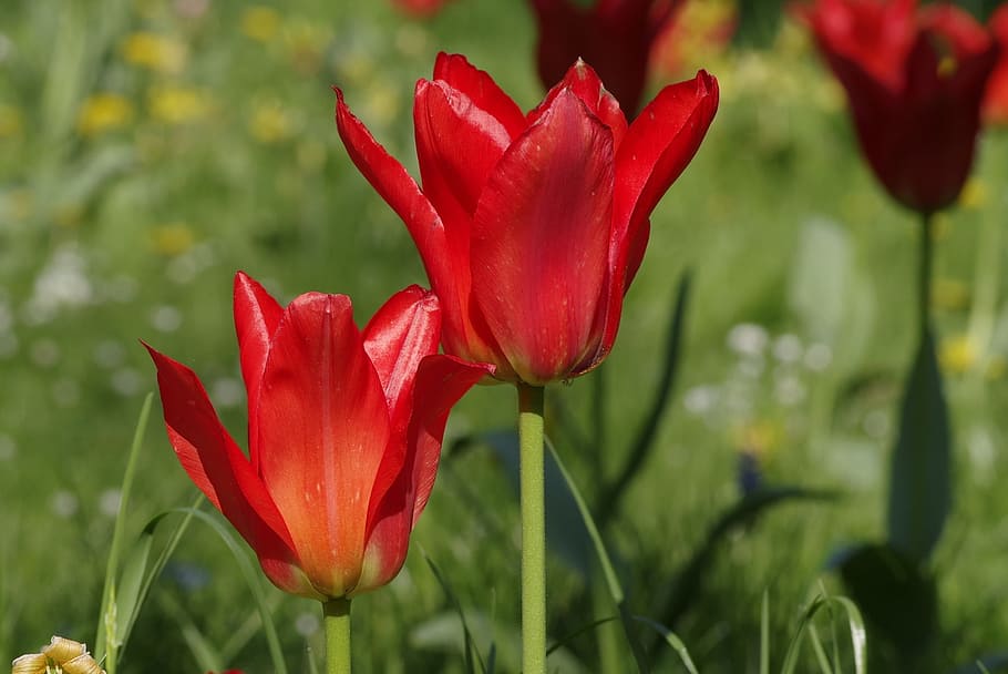 tulipes, irregulars, agut, pètals, vermell, els pètals, jardí, gespa, primavera, flors, la florida de, tassa, el rerefons, primer pla, verd, flor, creixement, pètal, naturalesa, bellesa a la natura, planta amb flors, planta, frescor, fragilitat, vulnerabilitat, inflorescència, cap de flor, centrar-se en primer pla, dia, camp, tija de la planta, cap gent, color verd, 2K
