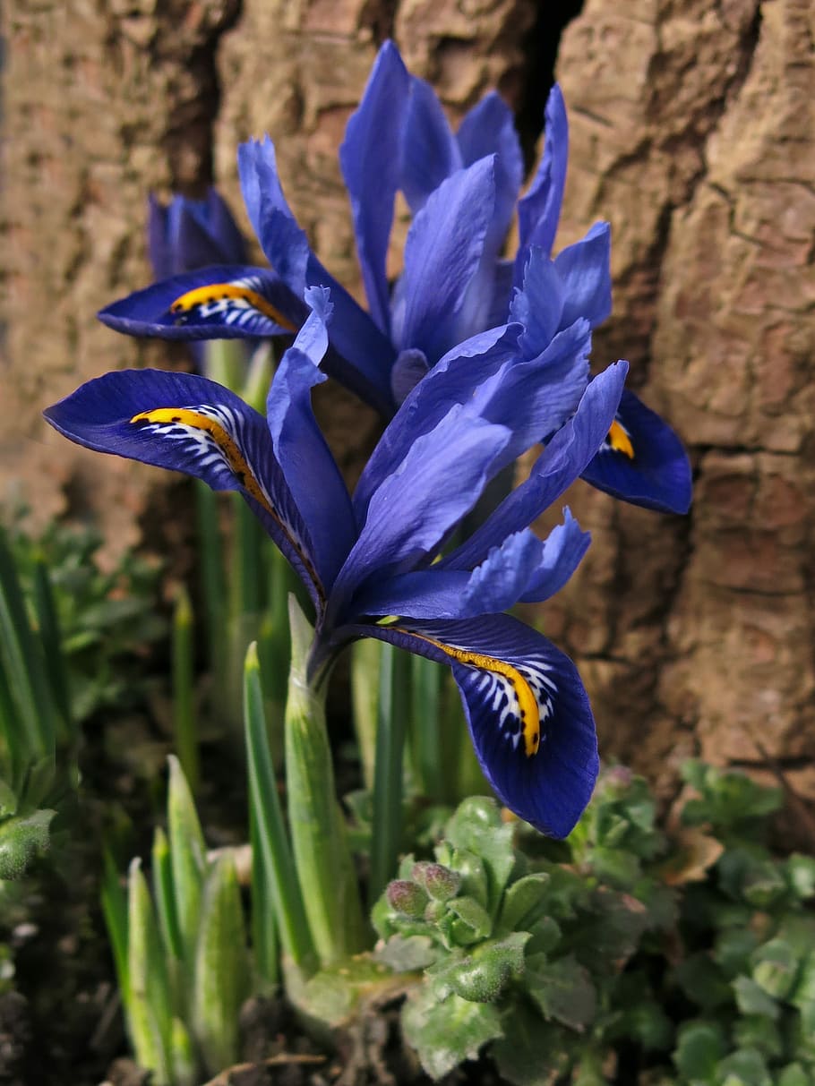 iris nana, iris, flor, florir, schwertlilie gewaechs, blau, primavera, planta amb flors, planta, frescor, vulnerabilitat, bellesa a la natura, primer pla, porpra, fragilitat, pètal, creixement, naturalesa, cap de flor, inflorescència, cap gent, centrar-se en primer pla, dia, botànica, a l'aire lliure, iris - planta, 2K