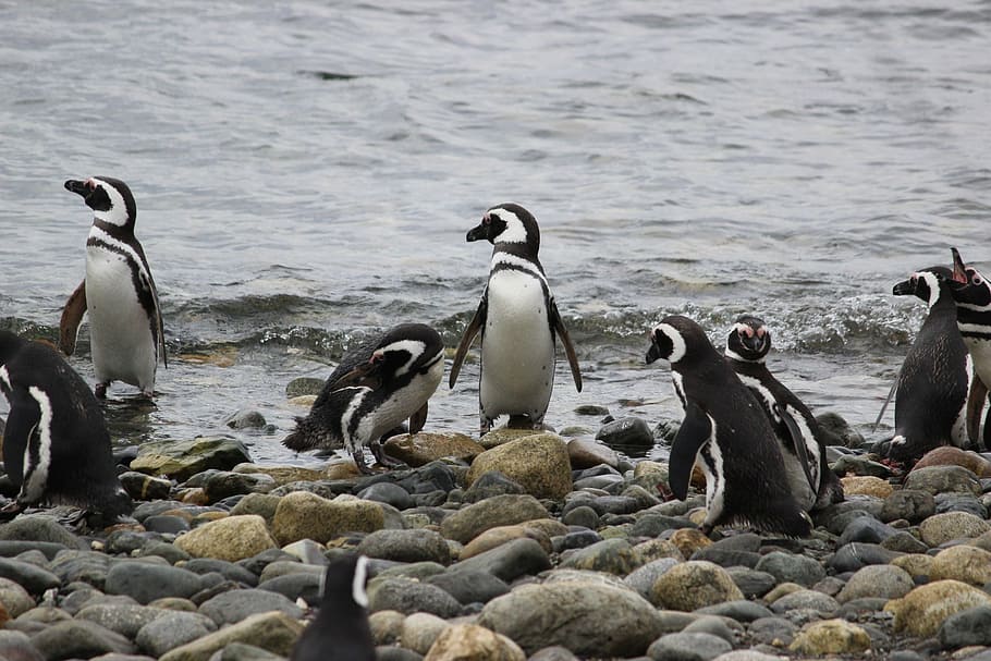 pescar, pingüins, pingüí, bonic, animal, tux, poc, petit, ocell, animals a la natura, fauna animal, aigua, vertebrats, grup d’animals, temes d'animals, rock, rock - object, naturalesa, sòlid, gran grup d’animals, dia, cap gent, platja, bellesa a la natura, llac, còdols, ramat d’ocells, 2K