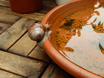 slak, schelp, kruipen, langzaam, weekdier, natuur, reptiel, wijngaard, dichtbij, drinken, op het water, water, zullen, doelwit, dorst, natuurlijk, dier, dierlijke thema's, dierenleven, één dier, gastropod, ongewerveld, dieren in het wild, dieren schaal, detailopname, hout - materiaal, hoge hoekmening, geen mensen, dierlijke lichaamsdeel, dag, 4K, CC0, publiek domein, royaltyvrij