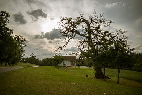 arbre, marchit, caiguda, branca, mort, fusta, caure, branca, mort, fusta, vell, casa de camp, barrica, estructura construïda, casa, arquitectura, exterior de l'edifici, núvol - cel, planta, cel, herba, edifici, naturalesa, terra, camp, cap gent, paisatge, medi ambient, color verd, bellesa a la natura, dia, creixement, a l'aire lliure, 5K, CC0, domini públic, lliure de regalies