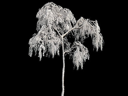 hvidt træ, træ, vinter, vinterlige, sne, kold, frost, sort og hvid, Frosset, isolerede, rimfrost, sort baggrund, nat, studio skud, ingen mennesker, tæt på, natur, skønhed i naturen, udendørs, undersøiske, plante, vækst, lav vinkel visning, bagagerum, træstamme, skåret ud, himmel, plantestamme, kopiere plads, sårbarhed, visnet plante, 4K, CC0, offentligt domæne, royaltyfrie