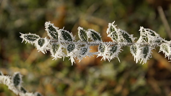 Leaf, Leaves, Green, Green, Tree, White, Winter, leaves, green, tree, ice, snow, crystal, frost, cold, plant, nature, dormant, resting, twig, branch, wood, sun, sunlight, bush, one animal, animals in the wild, animal themes, animal wildlife, no people, day, cold temperature, frozen, focus on foreground, close-up, beauty in nature, tranquility, fragility, growth, white color, vulnerability, outdoors, 5K, CC0, public domain, royalty free