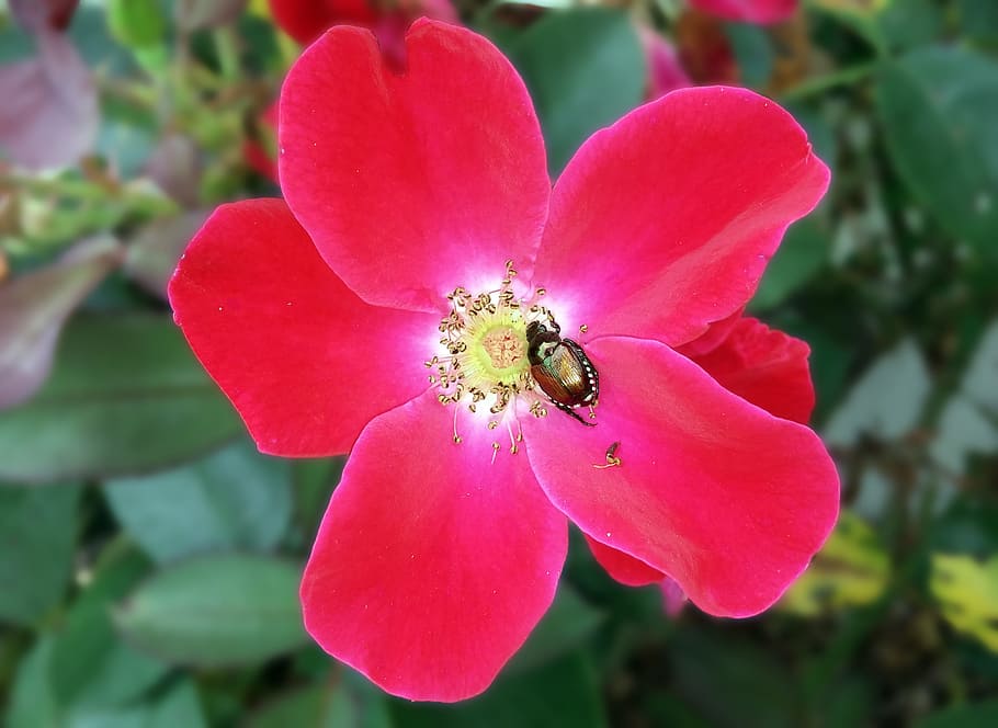 rose, red, knockout, knockout rose, knock out rose, japanese beetle, beetle, metallic, iridescent, scarab, popillia japonica, insect, horticulture, bright, vivid, bloom, flower, flora, garden, nature, plant, blossom, colorful, gardening, vibrant, botany, flowering plant, vulnerability, fragility, petal, beauty in nature, growth, flower head, freshness, close-up, inflorescence, pink color, focus on foreground, one animal, animals in the wild, pollen, invertebrate, no people, outdoors, pollination, 2K