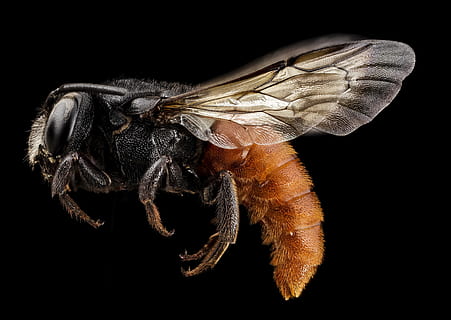 fotografierea macro, negru, maro, viespe, redtail albine, insectă, macro, profil, montat, animale sălbatice, natură, albina, aripi, a zbura, euaspis, u, s, studiu geologic, animale tematice, Fundal negru, animal, un animal, nevertebrat, studio shot, animal aripă, animale în sălbăticie, partea corpului animalului, a închide, artropod, în interior, nici o persoana, zoologie, arahnide, membru, picior de animale, ochi de animale, cap de animal, 2K, CC0, domeniu public, fără drepturi de autor