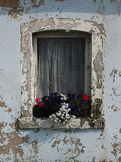 vindue, blomst, gammel, facade, gammelt vindue, gamle bygning, bar, skrantende, gammelt hus, henfald, ingen mennesker, arkitektur, bygget struktur, bygning udvendig, blomstrende plante, plante, bygning, murbygningsfunktion, dag, natur, hus, skrøbelighed, udendørs, sårbarhed, lukket, lav vinkel visning, friskhed, blomsterkrukke, 2K, CC0, offentligt domæne, royaltyfrie
