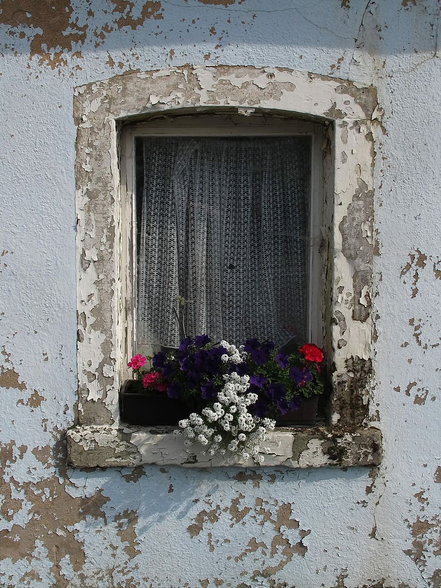 vindue, blomst, gammel, facade, gammelt vindue, gamle bygning, bar, skrantende, gammelt hus, henfald, ingen mennesker, arkitektur, bygget struktur, bygning udvendig, blomstrende plante, plante, bygning, murbygningsfunktion, dag, natur, hus, skrøbelighed, udendørs, sårbarhed, lukket, lav vinkel visning, friskhed, blomsterkrukke, 2K