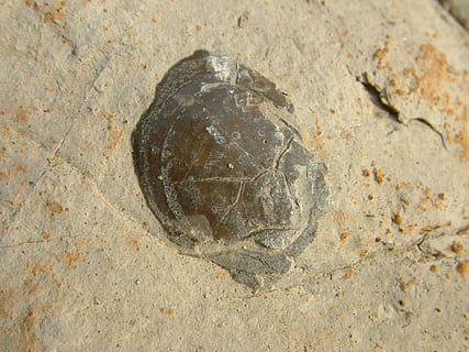 shell, patró, fòssil, pedra, rock, extingit, naturalesa, fons, animal, temes d'animals, fauna animal, animals a la natura, un animal, tortuga, vertebrats, rèptil, sorra, terra, cap gent, vista d’angle alt, primer pla, dia, closca de tortuga, closca d’animals, zoologia, marí, 1080P, CC0, domini públic, lliure de regalies
