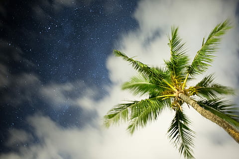 orm-øje, se billede, grøn, Kokos palme, lav, vinkelfotografering, træ, himmel, Sky, Palme træ, strand, astrofotografering, astrologi, nat, stjerne, hawaii, stjerne - rum, natur, plante, sky - himmel, tropisk klima, skønhed i naturen, scenics - natur, astronomi, ingen mennesker, ro, vækst, plads, udendørs, lav vinkel visning, grøn farve, palmblad, direkte under, tropisk træ, nåletræ, 5K, CC0, offentligt domæne, royaltyfrie