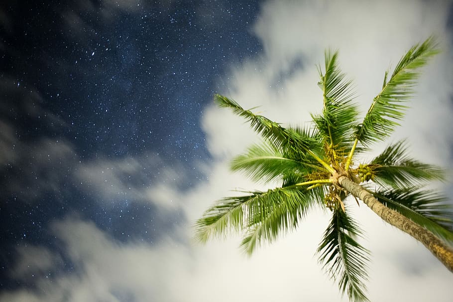 červí oko, zobrazit fotografii, zelená, kokosový strom, nízký, úhlové fotografování, strom, nebe, mrak, palma, pláž, astrofotgrafie, astrologie, noc, hvězda, hawaii, hvězda - prostor, Příroda, rostlina, mrak - nebe, tropické klima, krása v přírodě, scenics - příroda, astronomie, nikdo, klid, růst, prostor, venku, nízký úhel pohledu, zelená barva, kokosová palma, palmový list, přímo pod, tropický strom, jehličnatého stromu, 5K