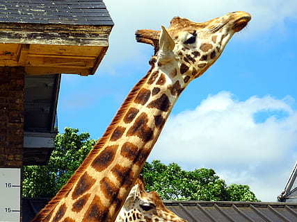 cel, núvols, ulls, sostre, animals, gran, la llum del dia, girafa, cap, alt, llarg, mamífer, coll, a l'aire lliure, arbre, salvatge, animal salvatge, vida salvatge, zoo, animal, temes d'animals, un animal, fauna animal, part del cos dels animals, cap gent, vertebrats, dia, coll d'animals, safari, animals a la natura, cap d’animals, naturalesa, animals domèstics, marques d’animals, herbívors, 5K, CC0, domini públic, lliure de regalies