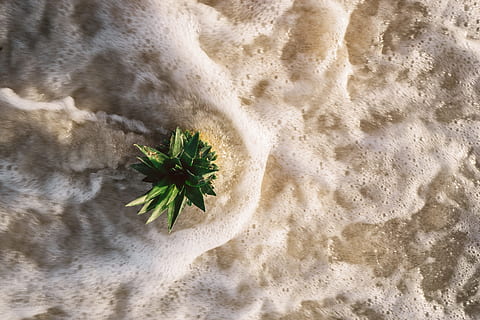 ananas, desert, aperitiv, fruct, suc, a decupa, plajă, ocean, mare, nisip, teren, natură, apă, plantă, vedere în unghi mare, nici o persoana, frumusețe în natură, sport acvatic, mişcare, zi, liniște, val, în aer liber, lumina soarelui, scenice - natura, 5K, CC0, domeniu public, fără drepturi de autor