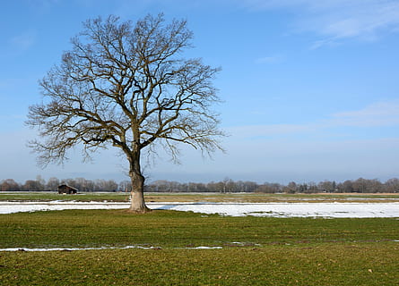 arbre, individualment, branques, estètic, silueta naturalesa, humor, hivern, tardor, paisatge, chiemgau, naturalesa, a l'aire lliure, planta, cel, camp, bellesa a la natura, escenics - natura, terra, medi ambient, tranquil·litat, arbre nu, temperatura de fred, cap gent, escena tranquil·la, neu, escena no urbana, dia, 4K, CC0, domini públic, lliure de regalies